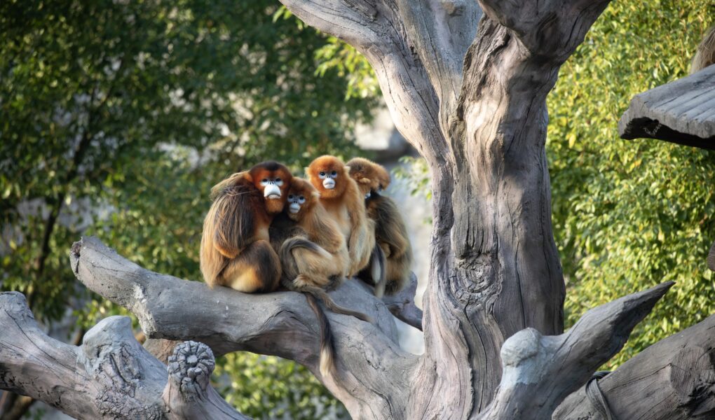 © ZooParc de Beauval