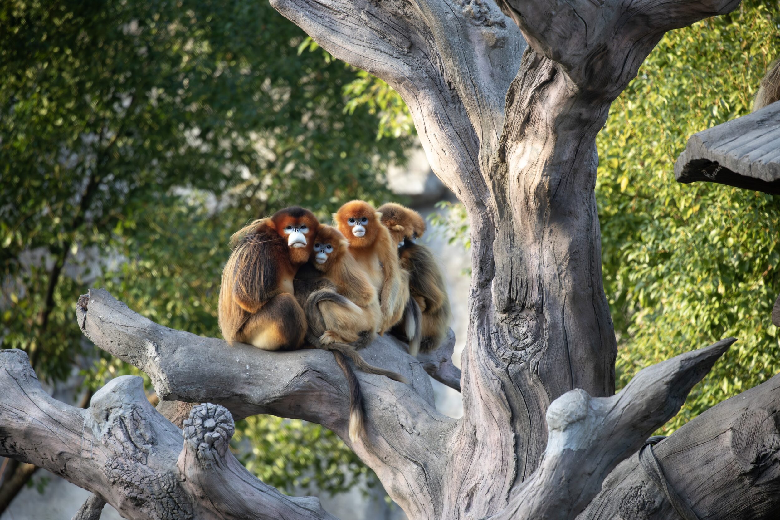 © ZooParc de Beauval