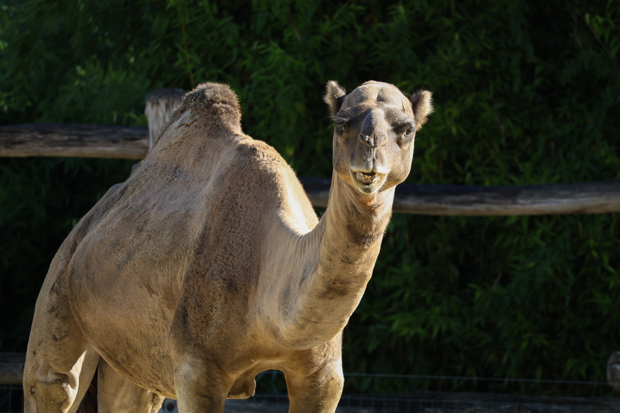 © Zoo de La Flèche