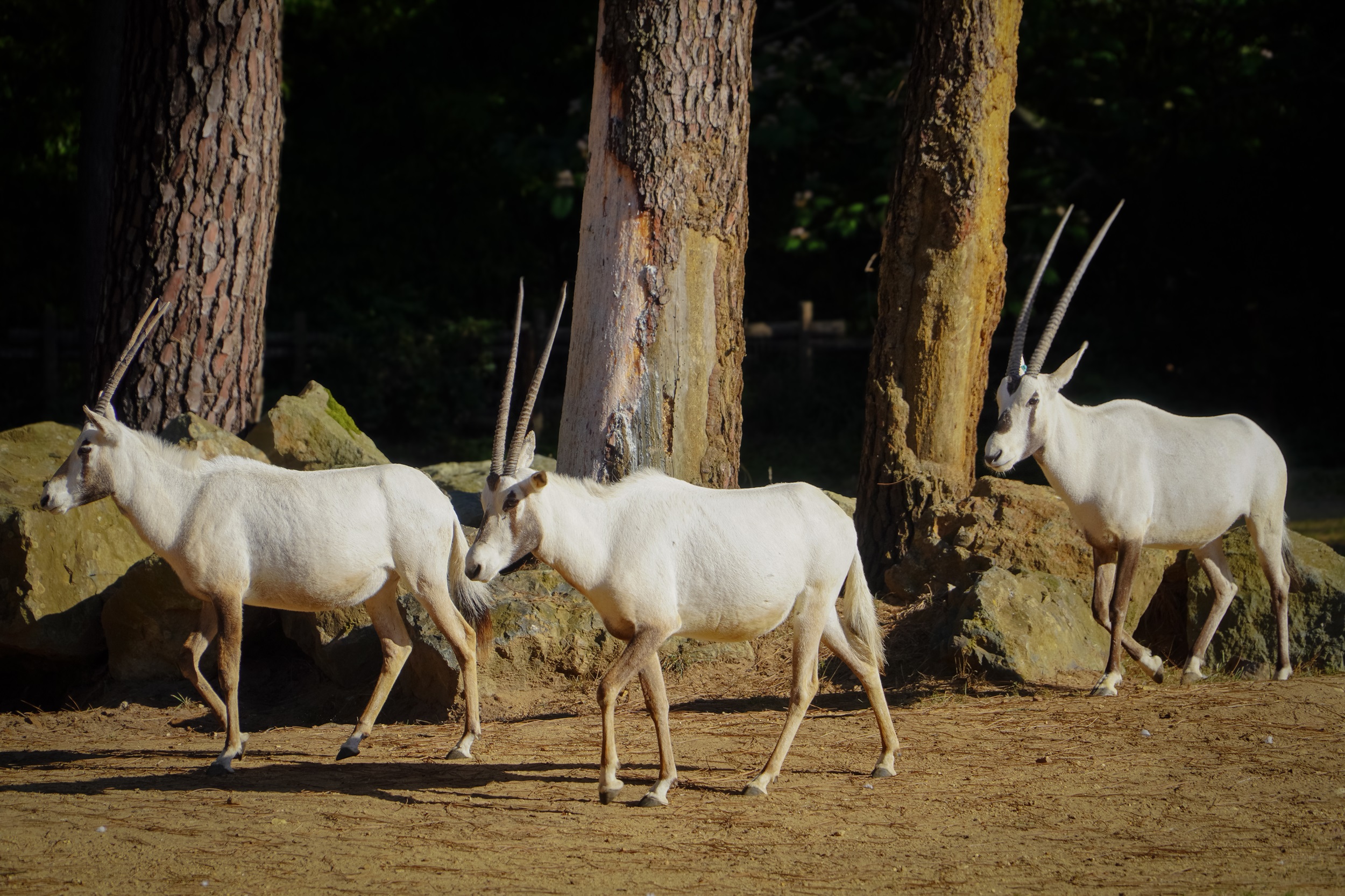 © Zoo de La Flèche