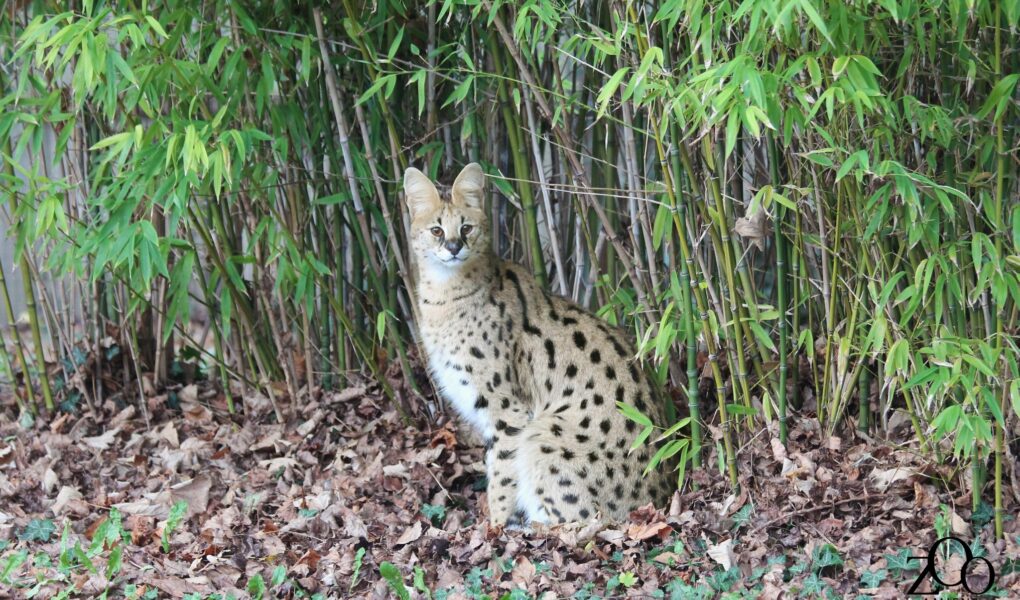 © Zoo d'Amiens