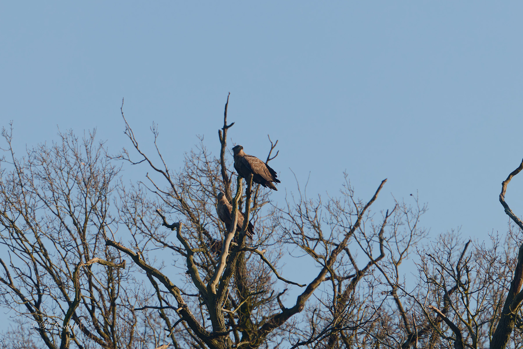 © Philippe Coutret - Parc Sainte-Croix