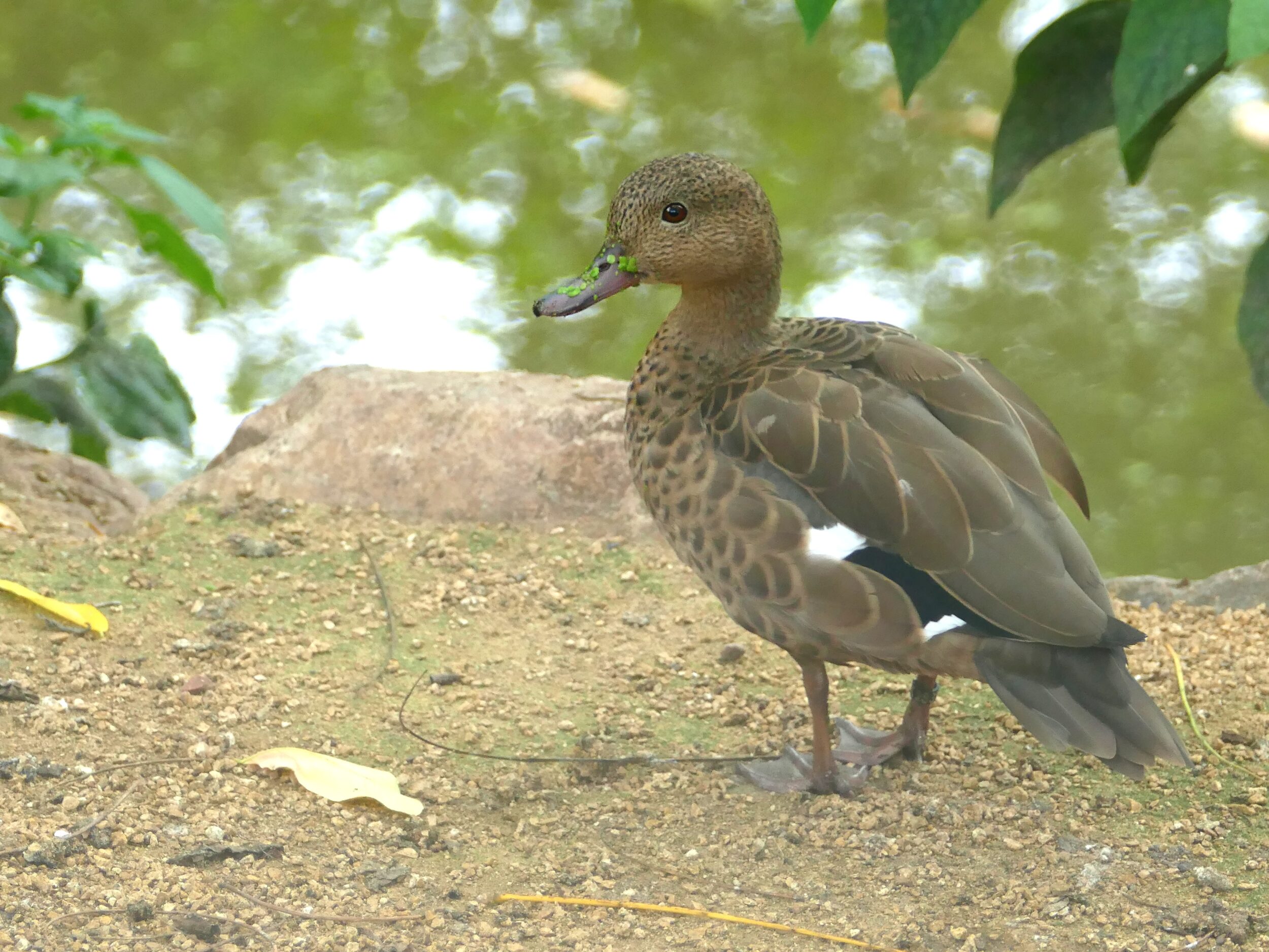 © S. Silhol - Zoo des Sables