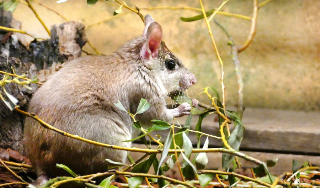 © S. Silhol - Zoo des Sables