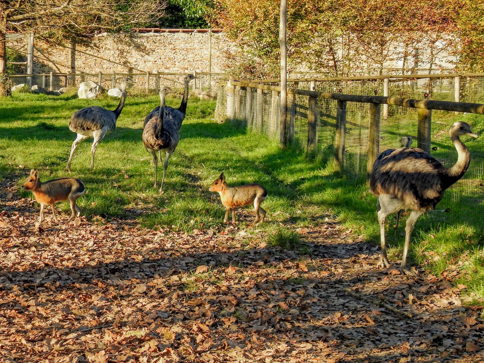 © Parc Zoo du Reynou