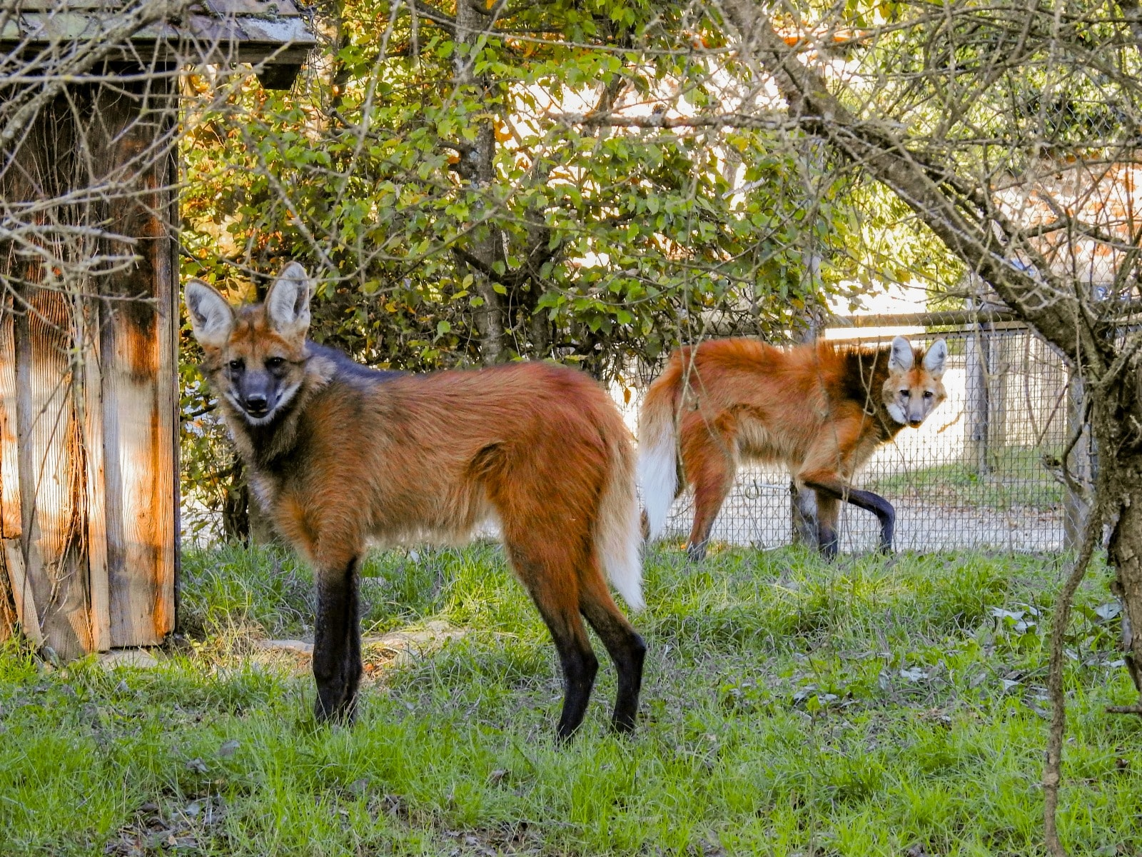 © Parc Zoo du Reynou