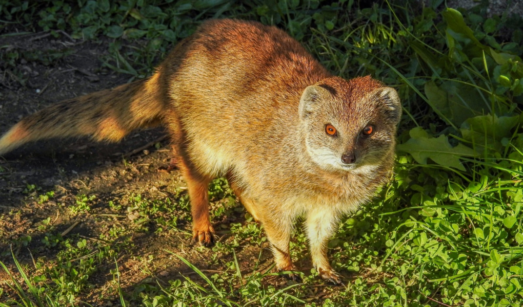 © Parc Zoo du Reynou