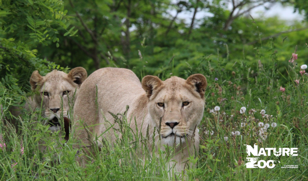 © Nature et Zoo