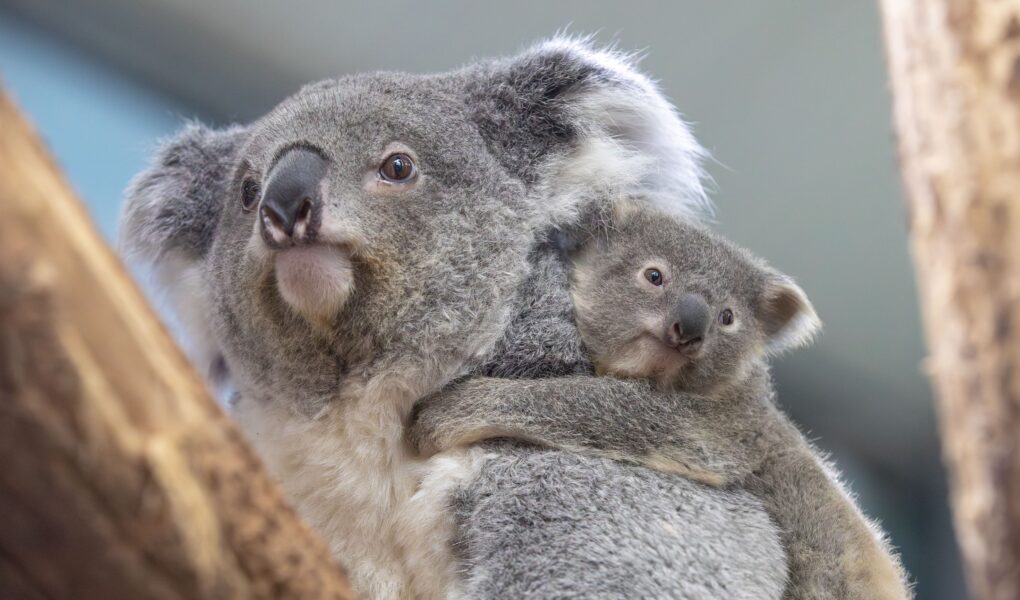 © ZooParc de Beauval