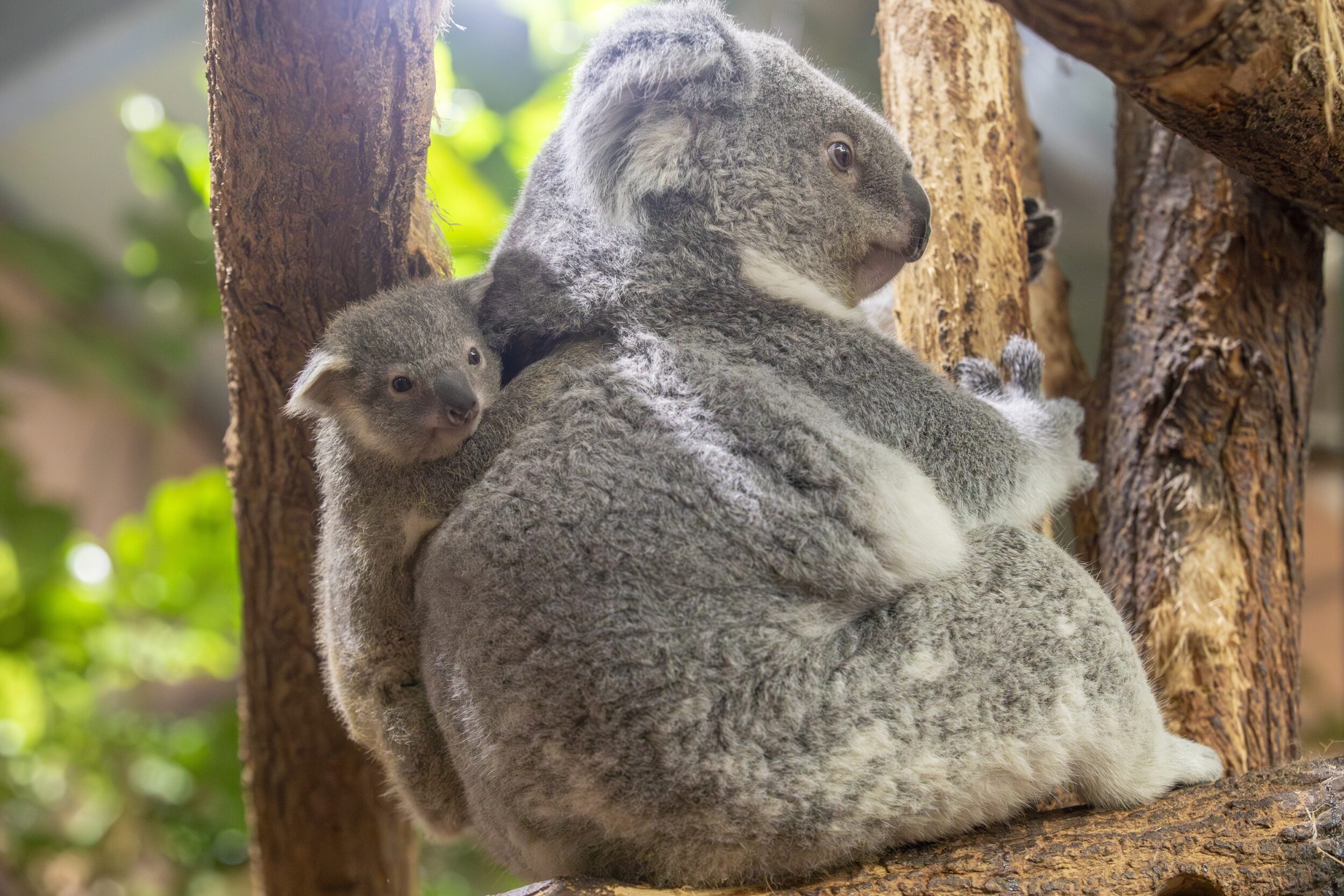 © ZooParc de Beauval