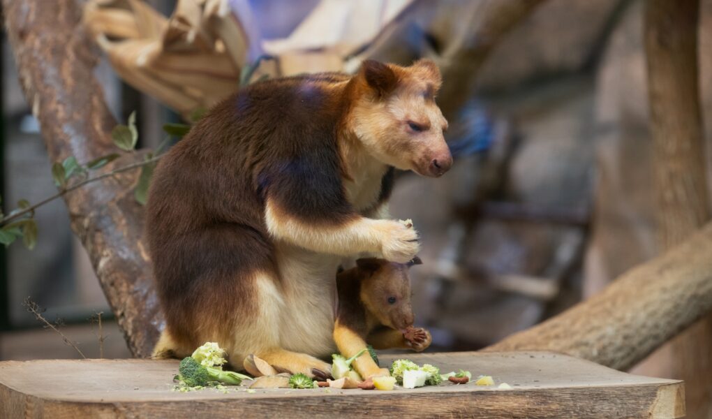 © ZooParc de Beauval