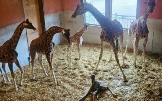 © Zoo de Champrépus