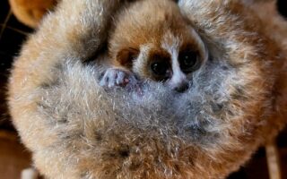 © EH - Zoo de Lille