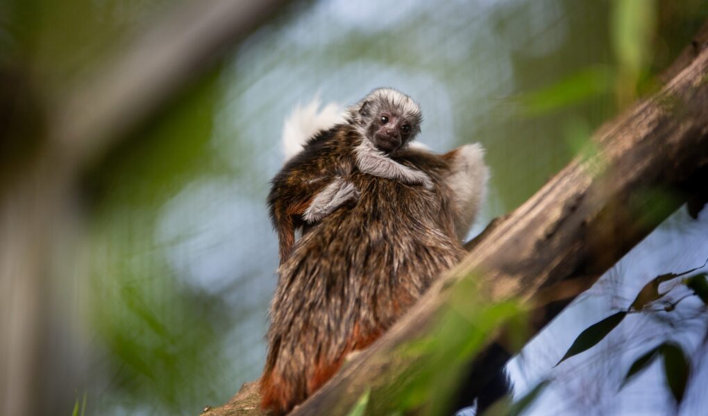 © ZooSafari de Thoiry