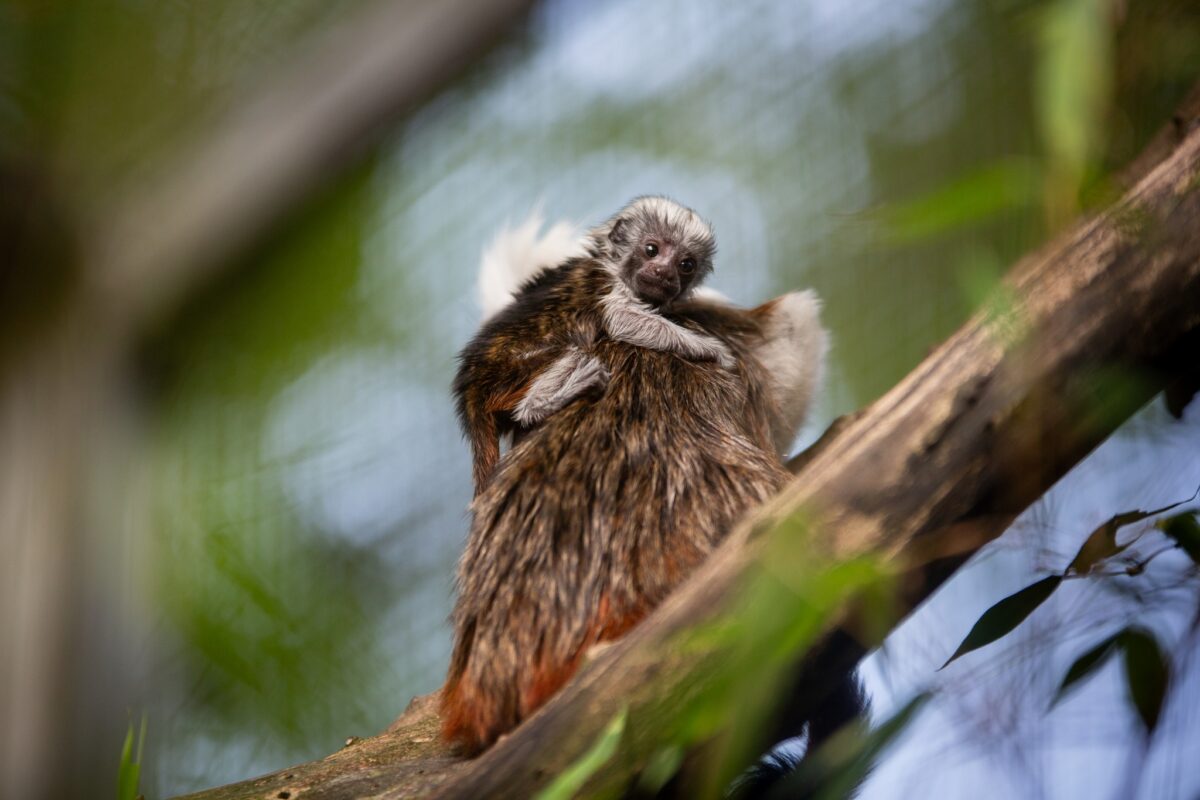 © ZooSafari de Thoiry