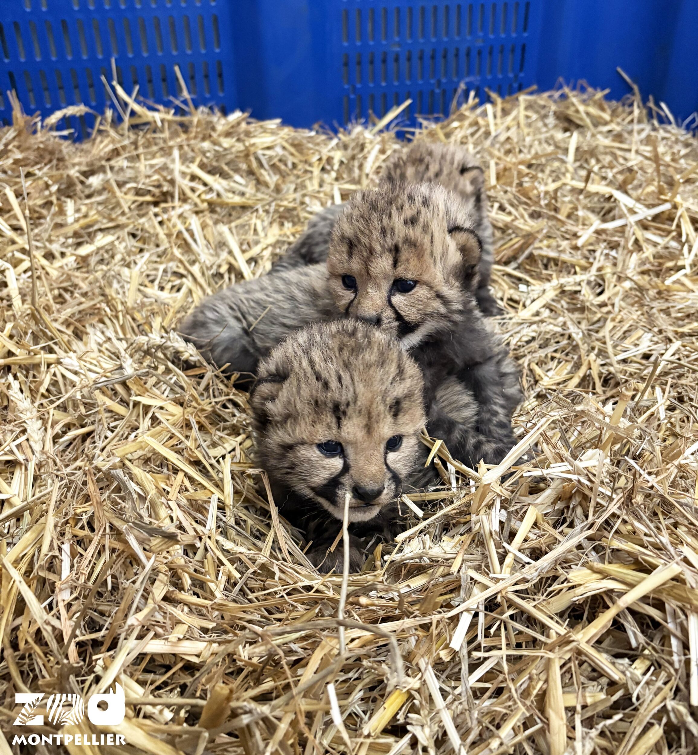 © Zoo de Montpellier