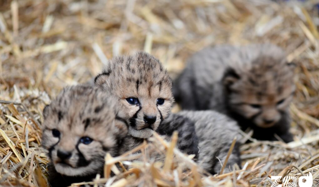 © Zoo de Montpellier