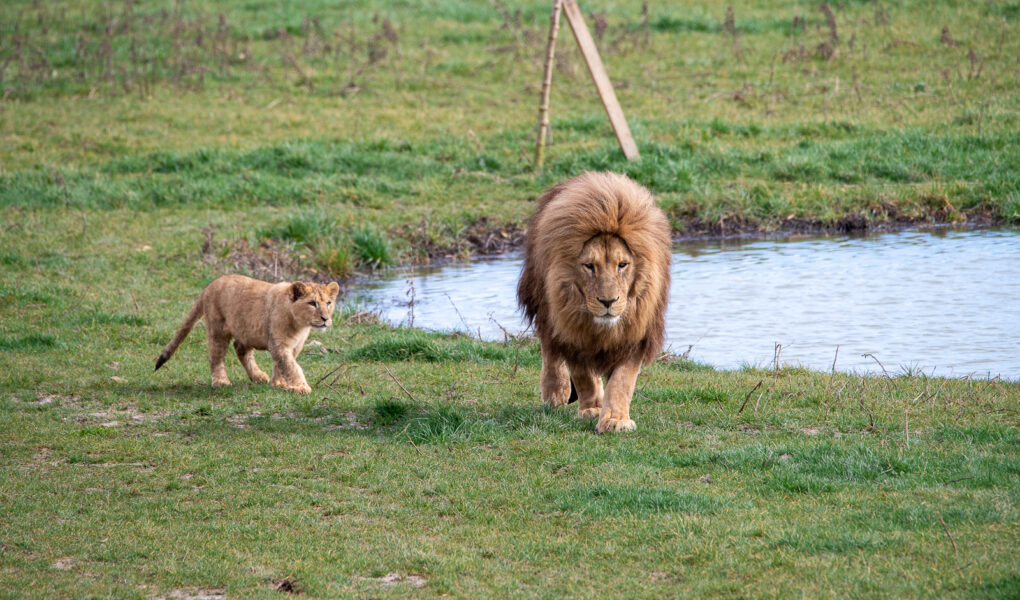 © Lumigny Safari Reserve