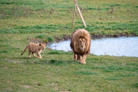 © Lumigny Safari Reserve