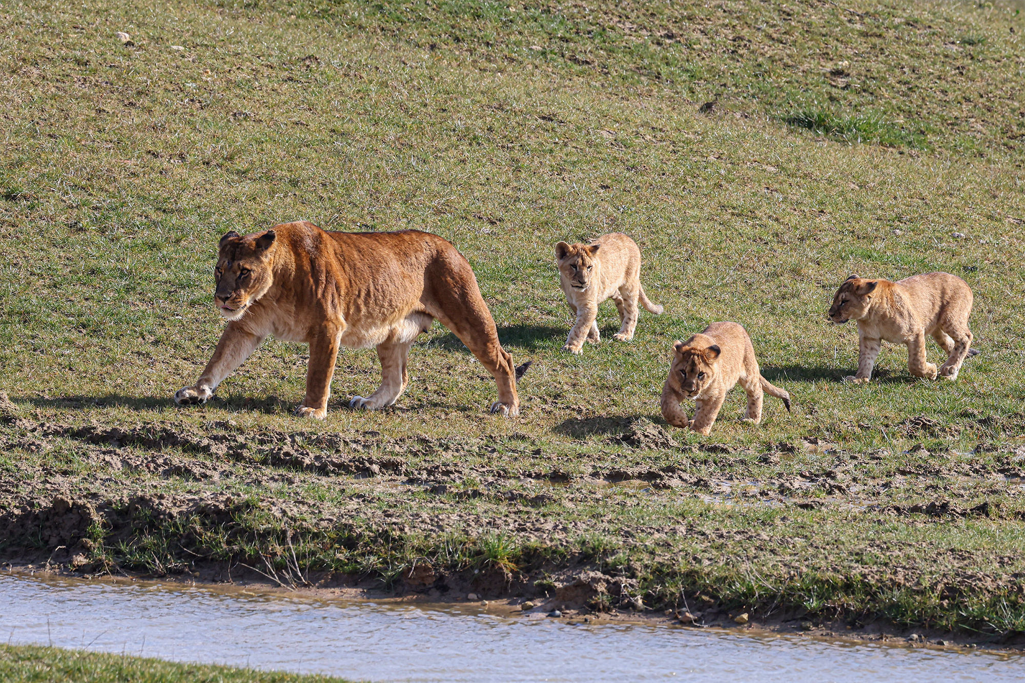 © Lumigny Safari Reserve