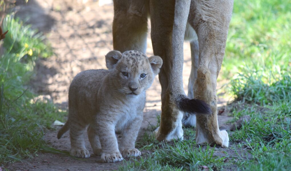 © Bioparc