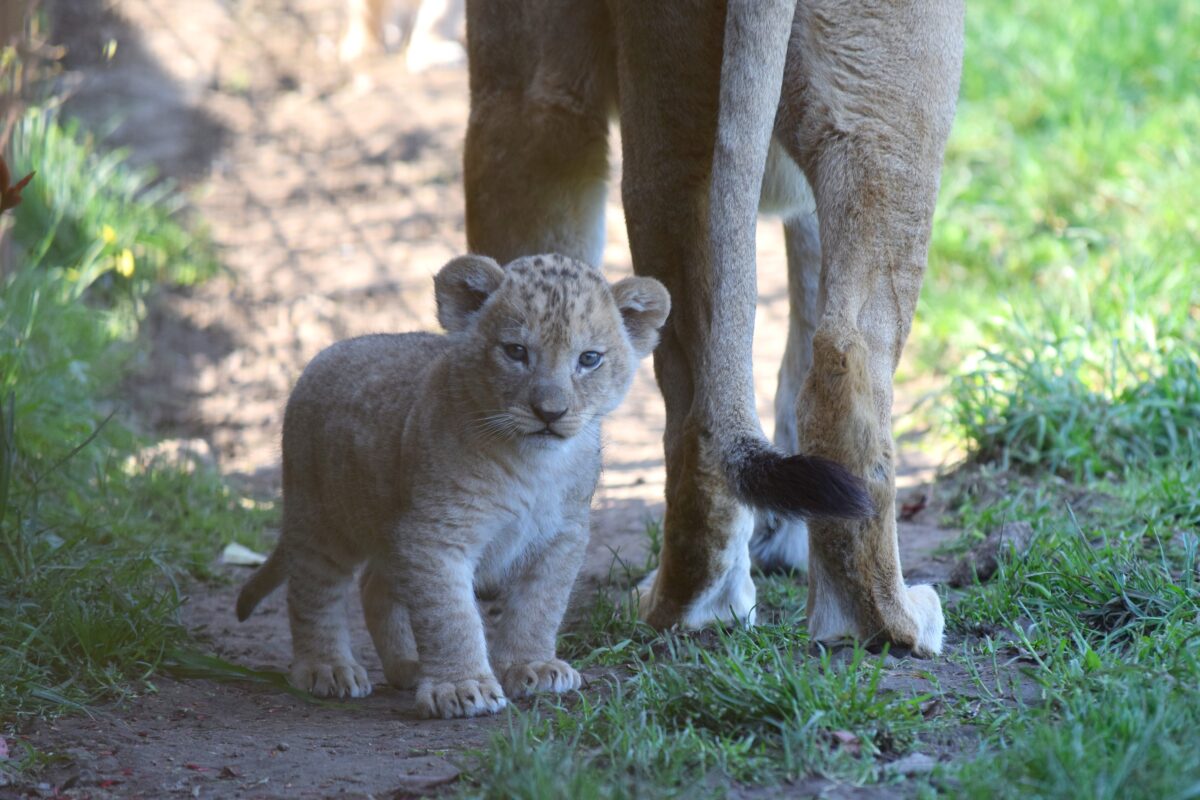 © Bioparc