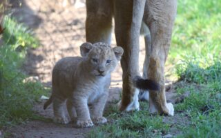 © Bioparc