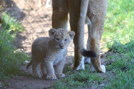 © Bioparc