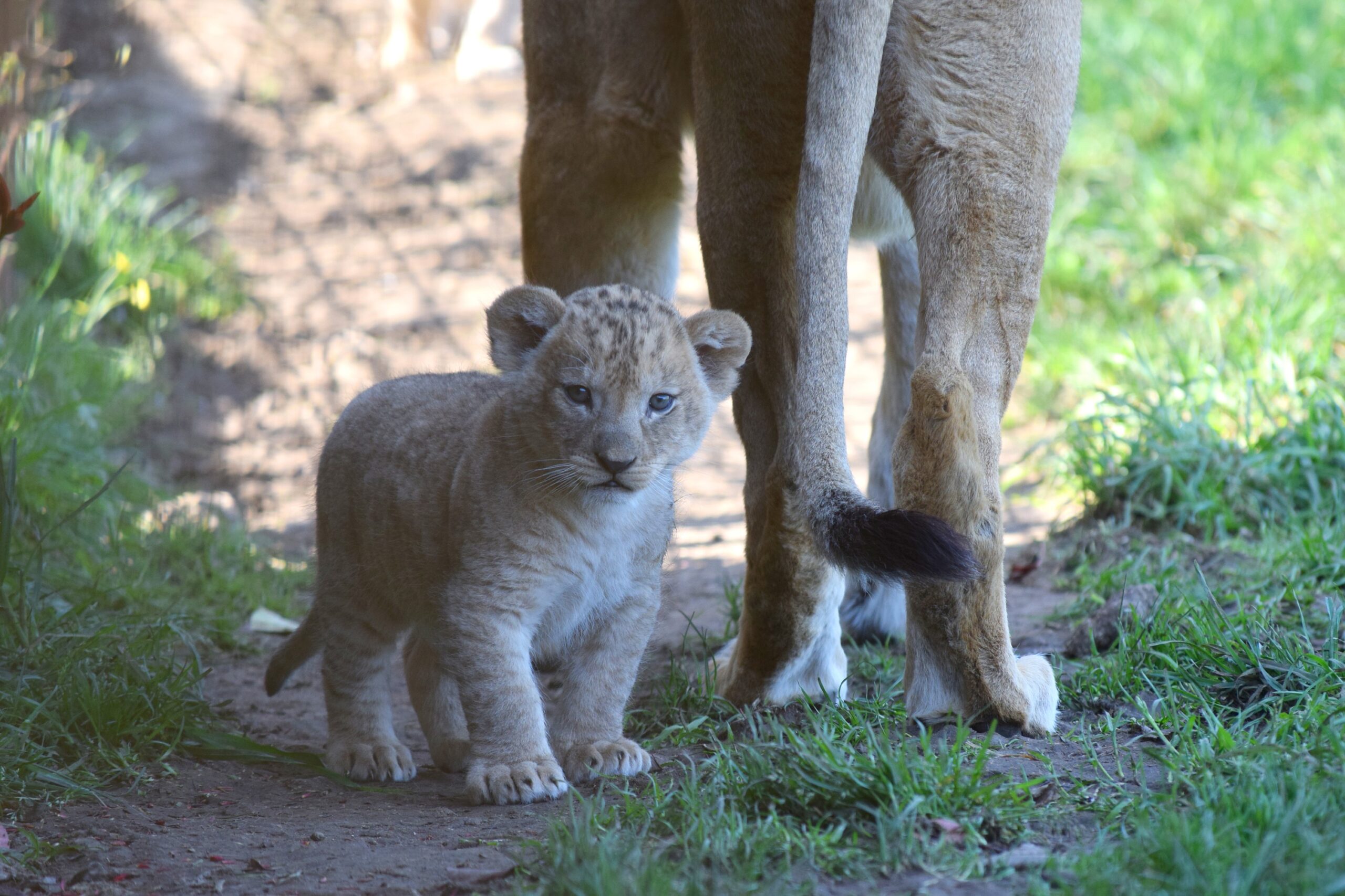 © Bioparc
