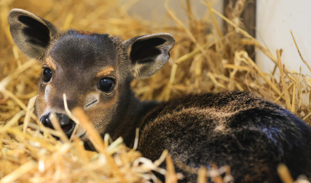 © ZooParc de Beauval