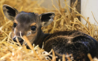 © ZooParc de Beauval