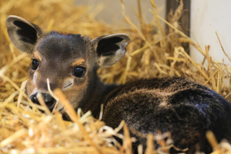 © ZooParc de Beauval