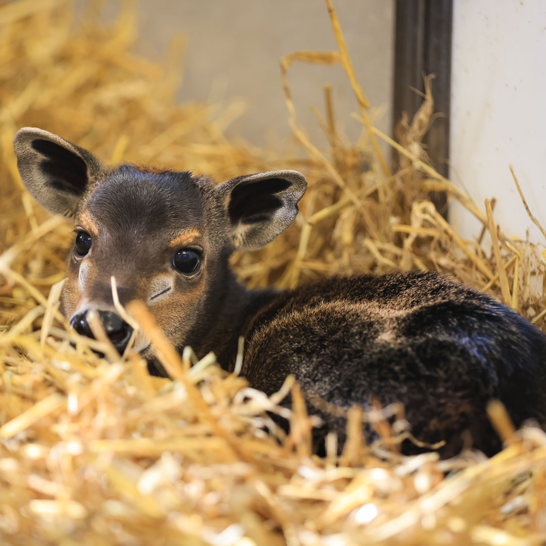 © ZooParc de Beauval