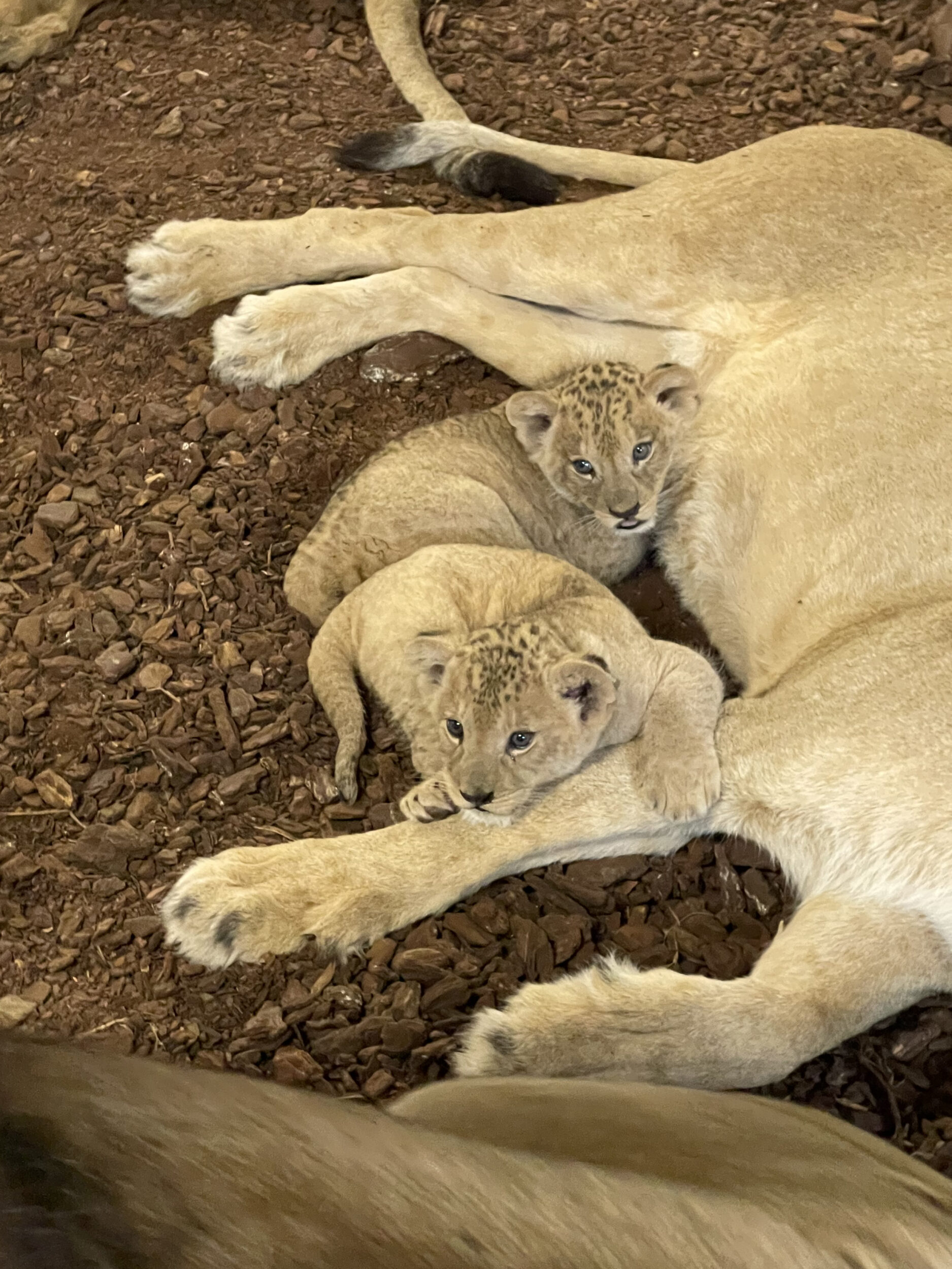 © Bioparc