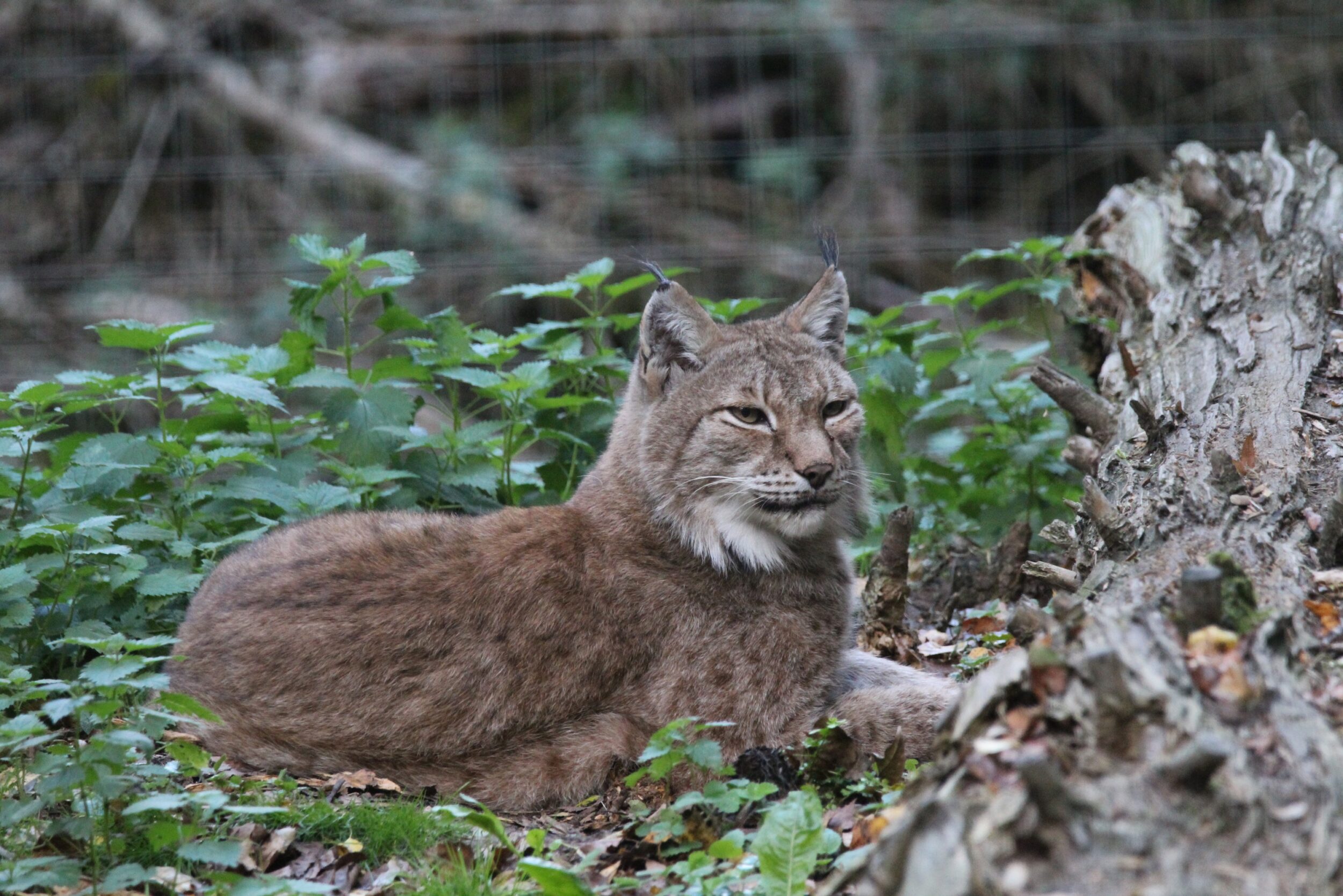 © Nature et Zoo
