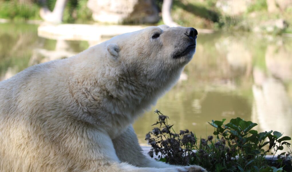 © Nature et Zoo