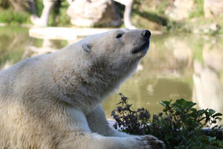 © Nature et Zoo