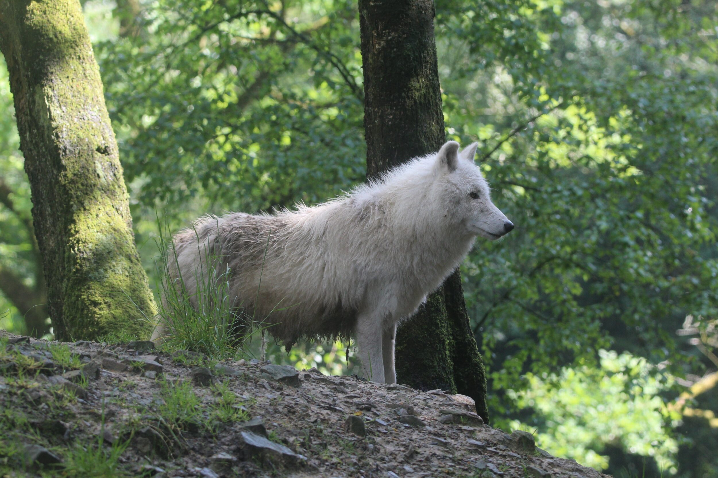 © Nature et Zoo
