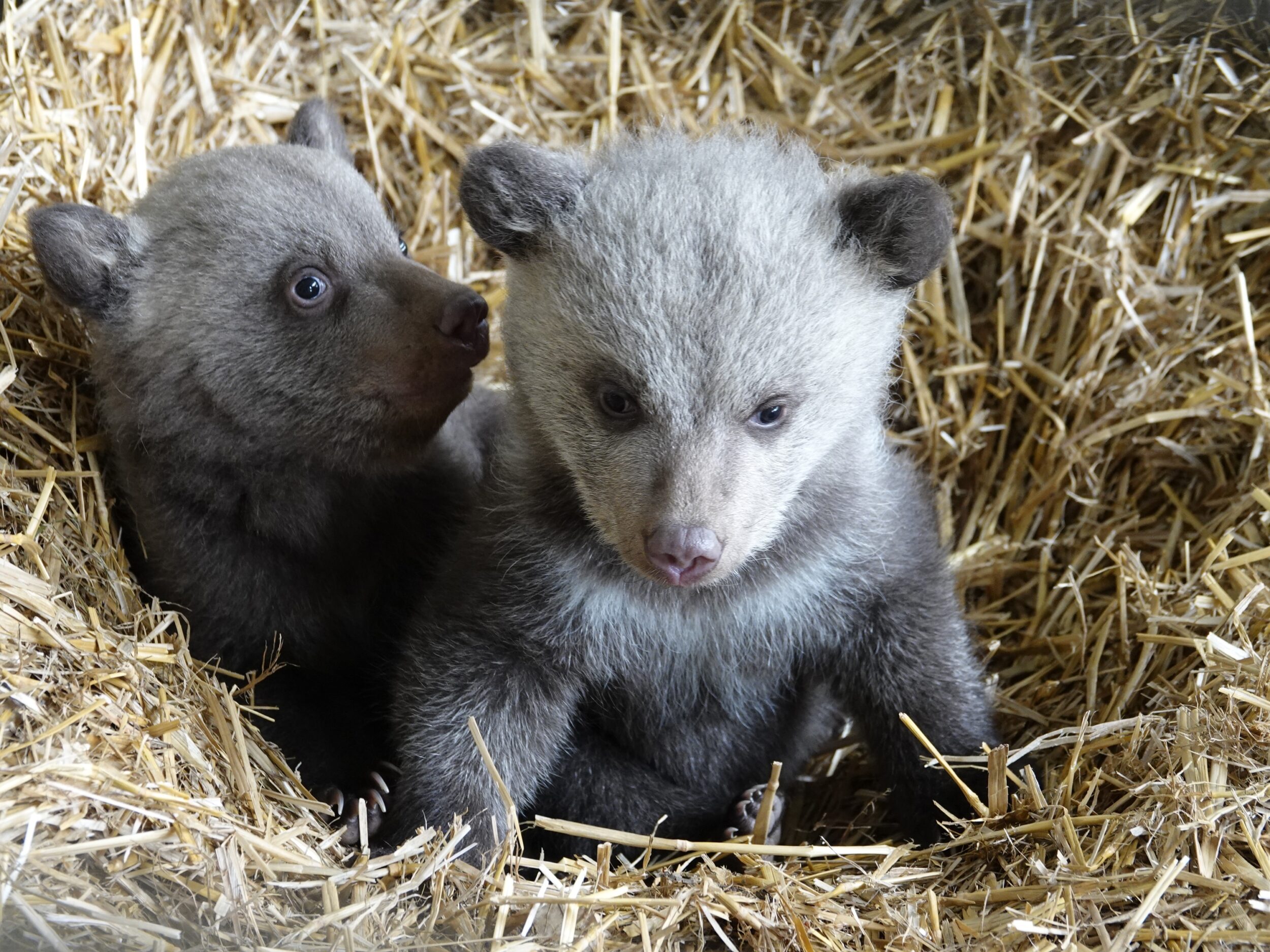 © Zoo de La Boissière du Doré