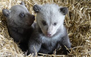 © Zoo de La Boissière du Doré