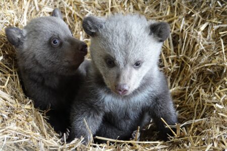 © Zoo de La Boissière du Doré