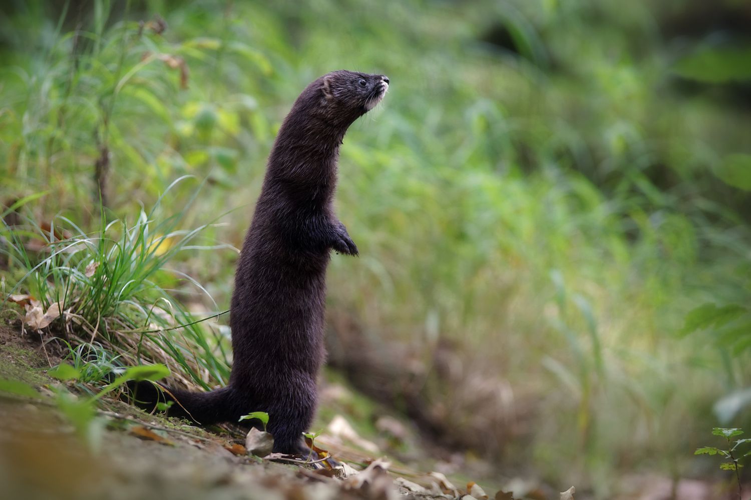 © Matthieu Berroneau  - Réserve Zoologique de Calviac