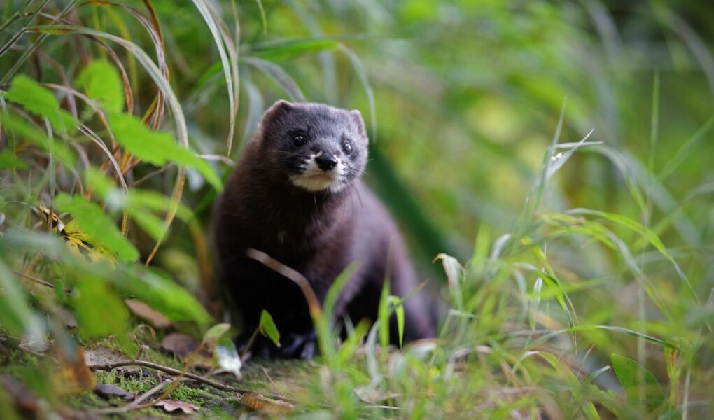 © Matthieu Berroneau - Réserve Zoologique de Calviac