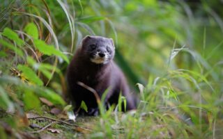 © Matthieu Berroneau - Réserve Zoologique de Calviac