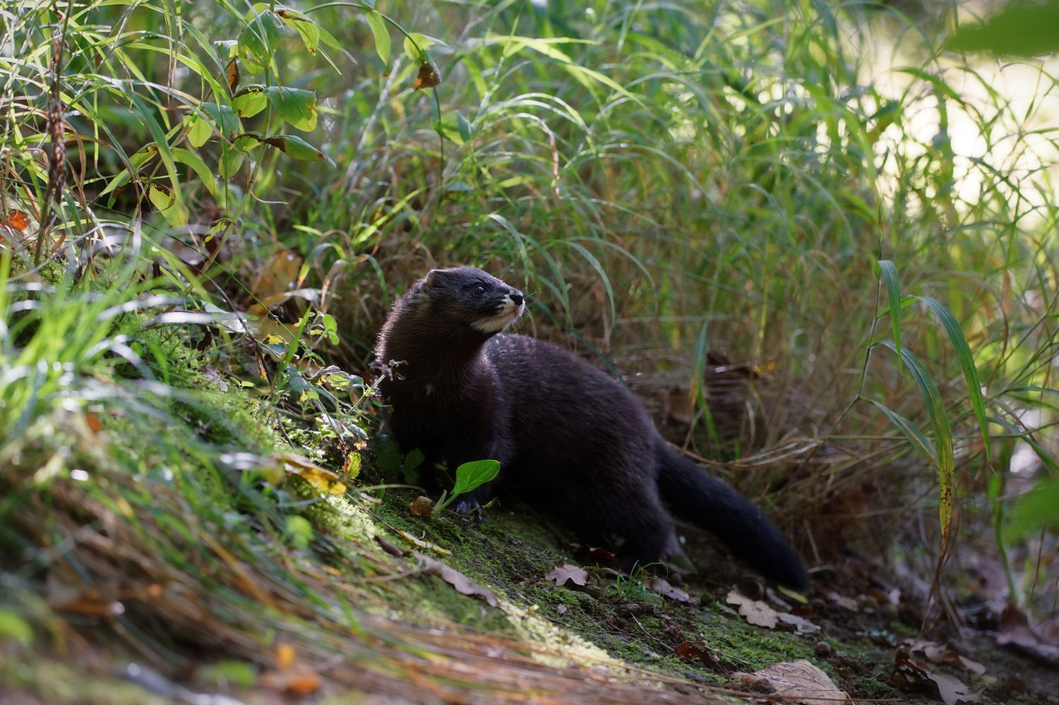 © Matthieu Berroneau  - Réserve Zoologique de Calviac