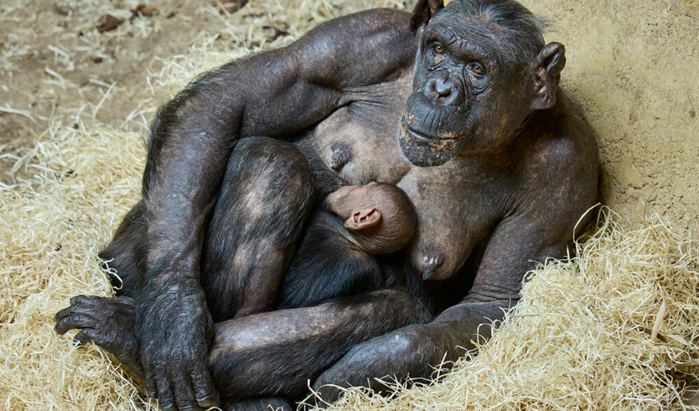 © F. Perroux - Zoo de La Palmyre