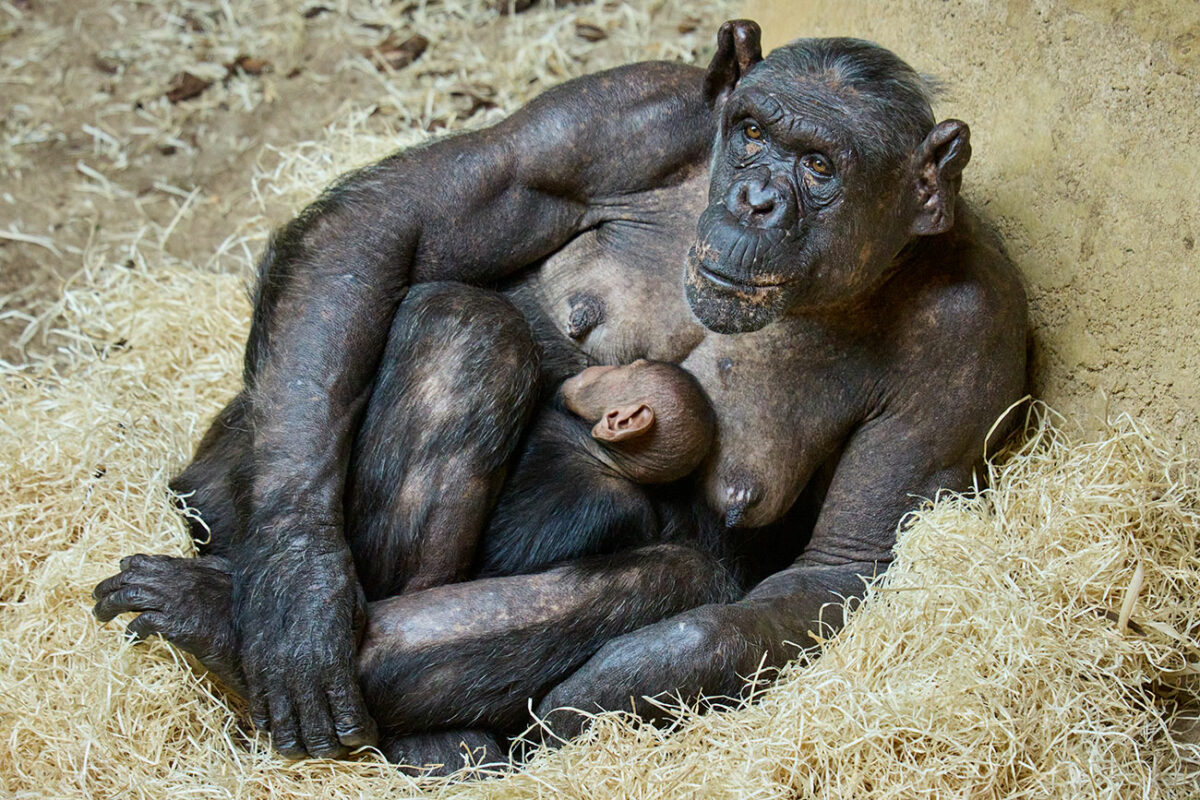 © F. Perroux - Zoo de La Palmyre