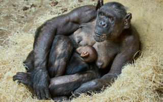 © F. Perroux - Zoo de La Palmyre