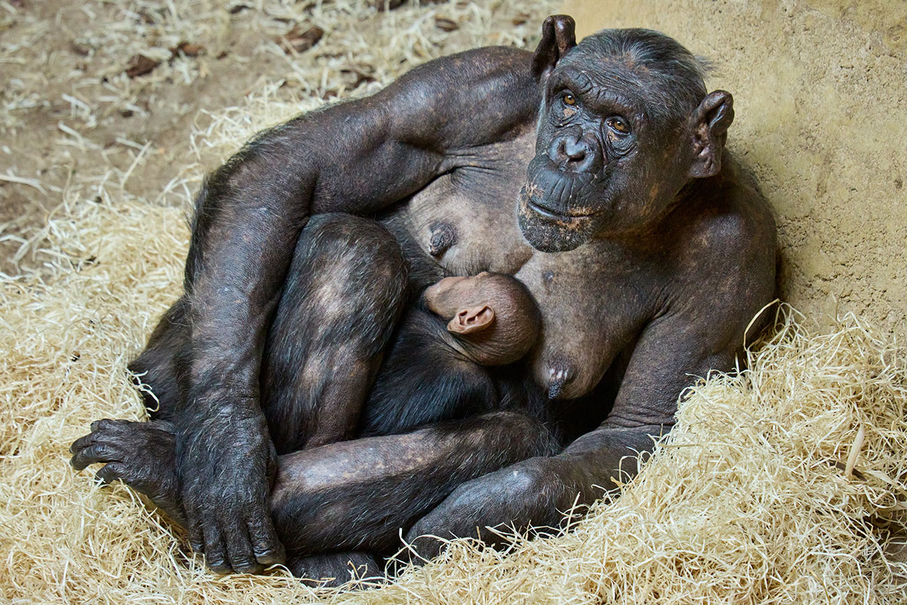 © F. Perroux - Zoo de La Palmyre