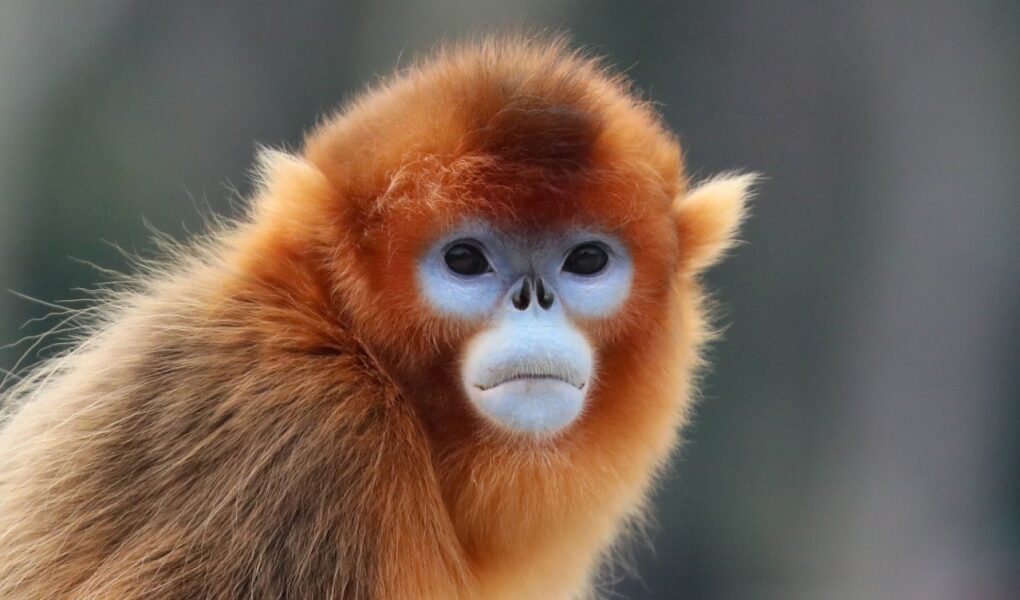 © Zoo de Shanghai
